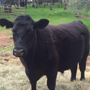 Lewis Cattle Company El Dorado County Farms