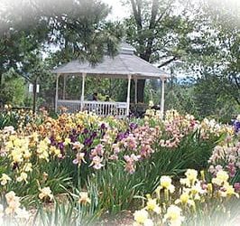 Bluebird Haven Iris Garden Somerset | Farm Trails El Dorado County