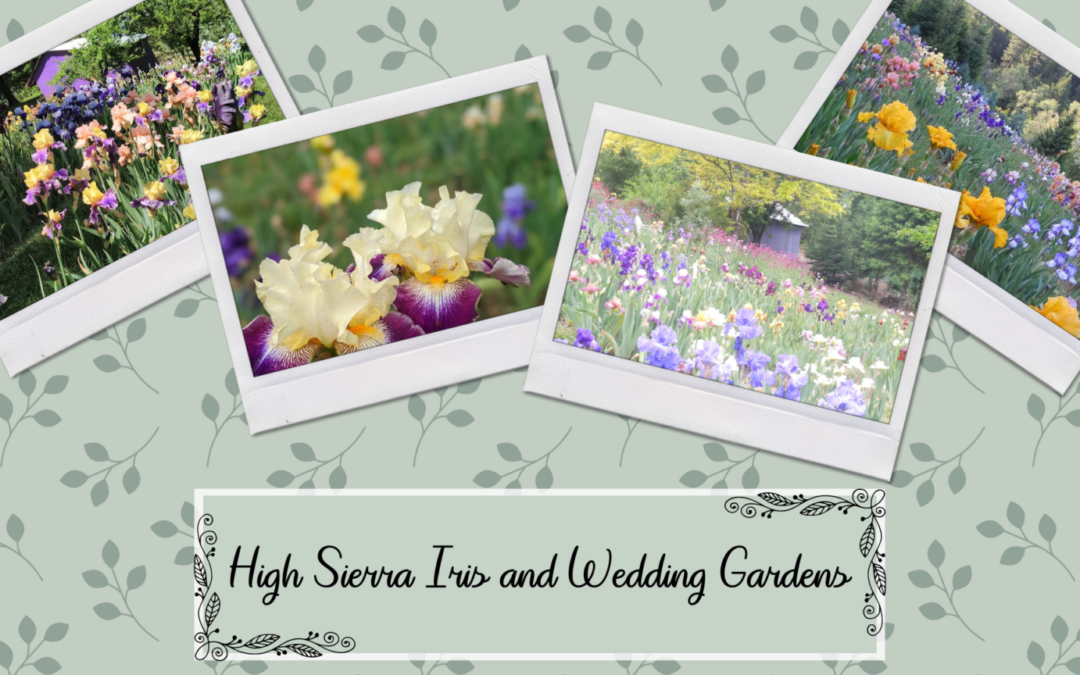 High Sierra Iris & Wedding Gardens