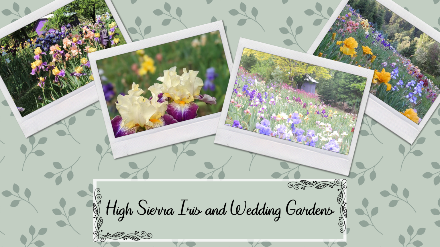 High Sierra Iris & Wedding Gardens | Farm Trails El Dorado County