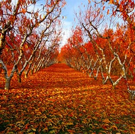 Hooverville Orchards Placerville | El Dorado County Farm Trails