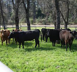 JK Cattle Placerville | Farm Trails El Dorado County