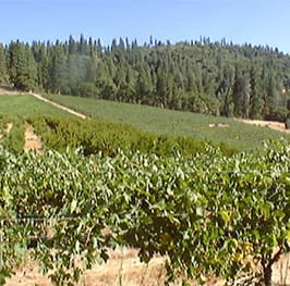 Sauber Vineyards Placerville | El Dorado County Farm Trails