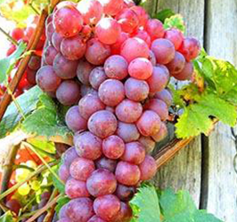 Twin Oaks Vineyards El Dorado County | El Dorado County Vineyards & Wineries