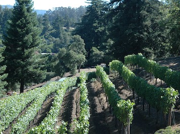 Pleasant Valley Vineyard | Farm Trails El Dorado County