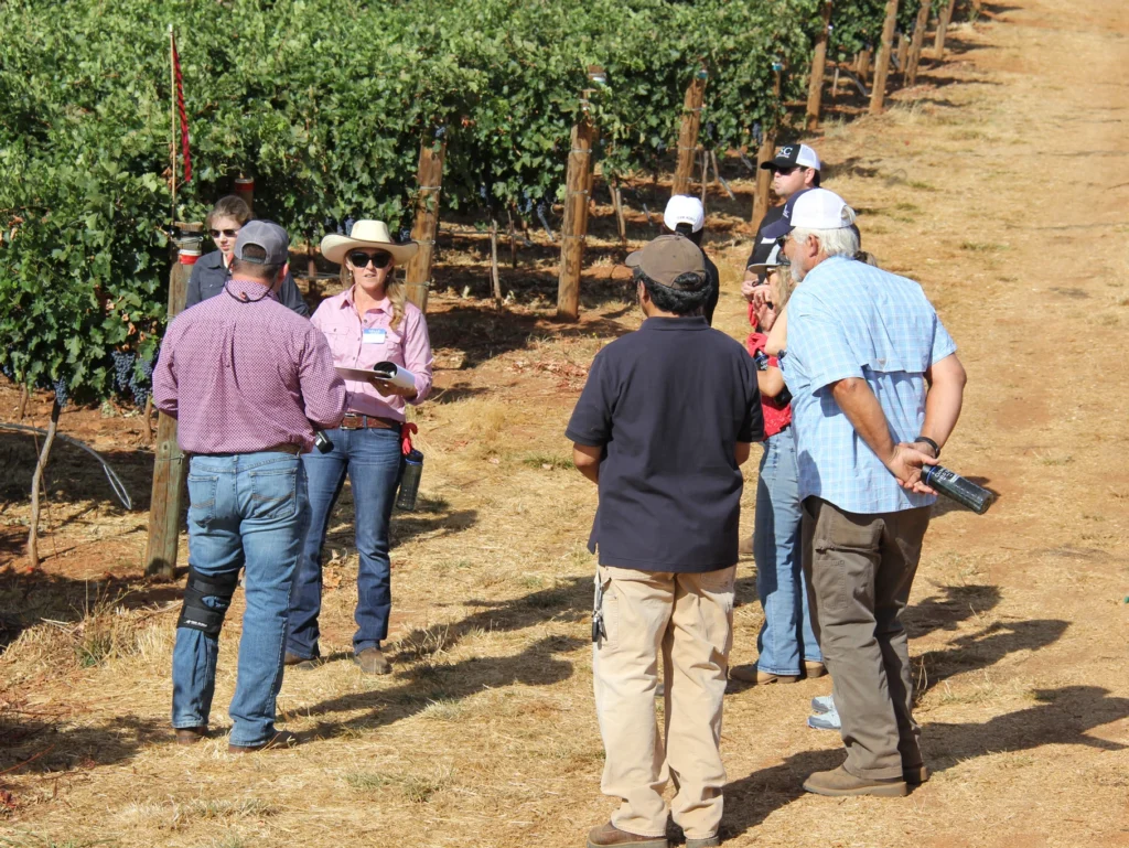 Duarte Georgetown Vineyard