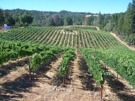 Cielo Sulla Terra Estate Vineyards and Winery
